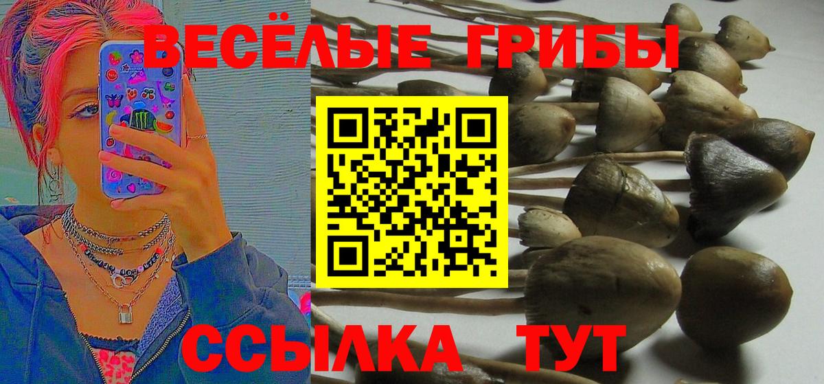 Галлюциногенные грибы Psilocybe Михайловск