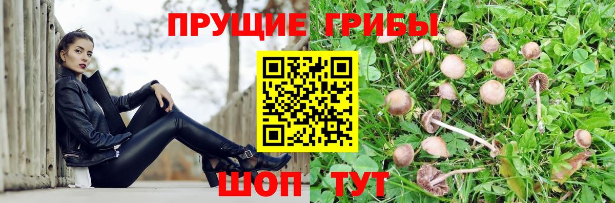 дарнет шоп  Вход с VPN  Михайловск  Галлюциногенные грибы мицелий 